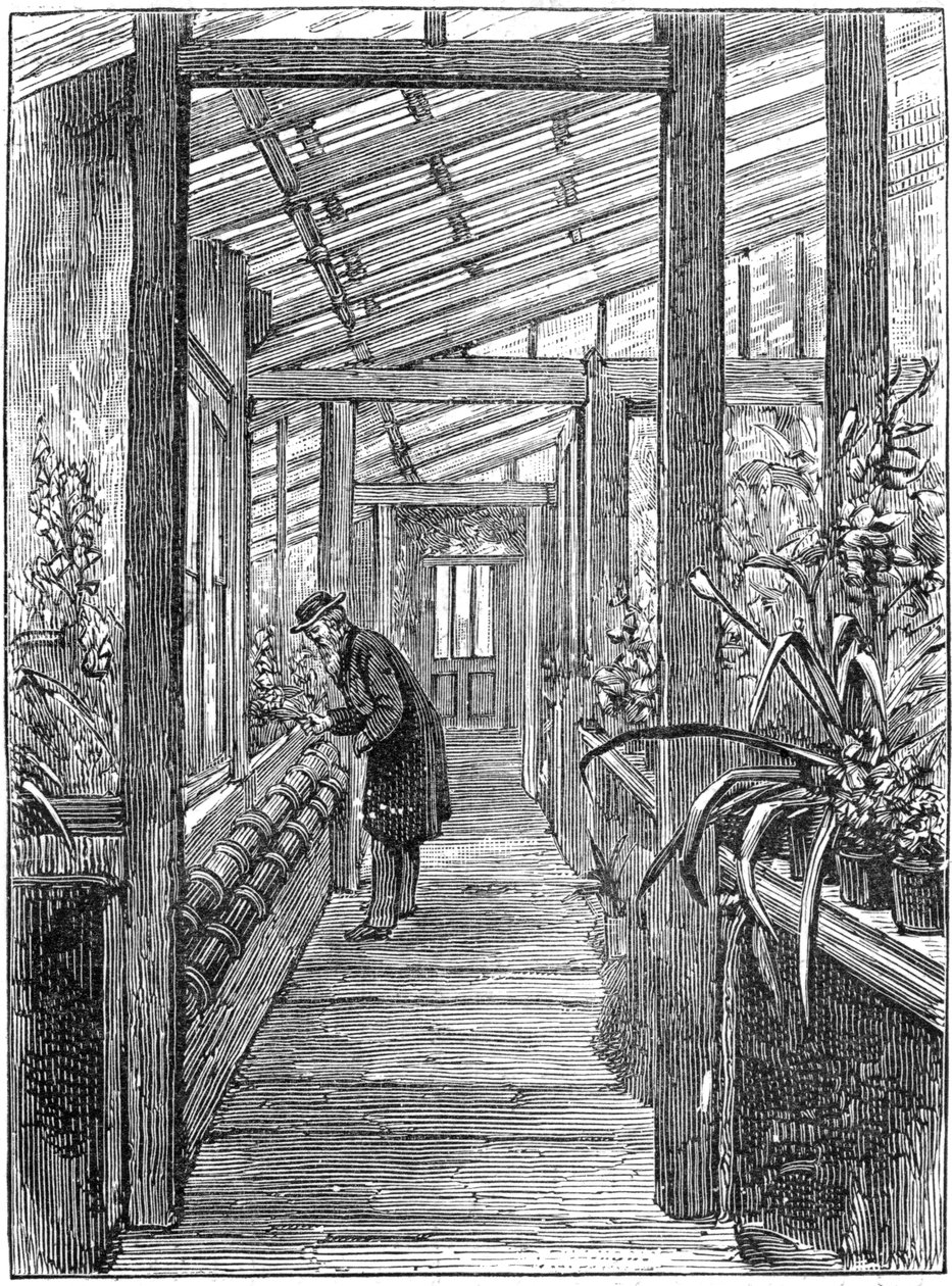 Karol Darwin 1809-1882, angielski przyrodnik, w swojej szklarni autorstwa Unbekannt