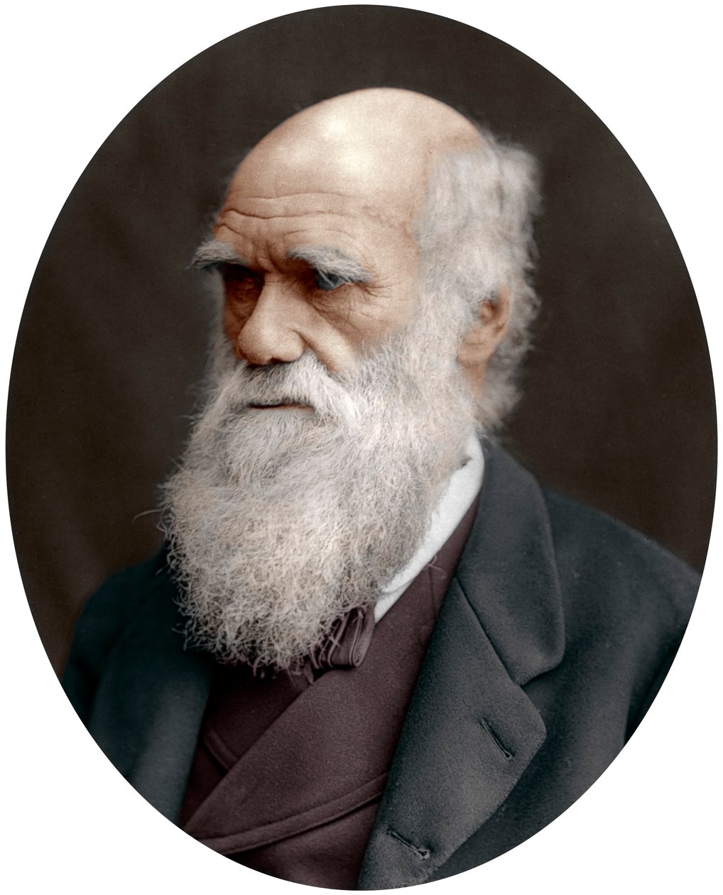 Karol Darwin, brytyjski przyrodnik, 1878 autorstwa Unbekannt