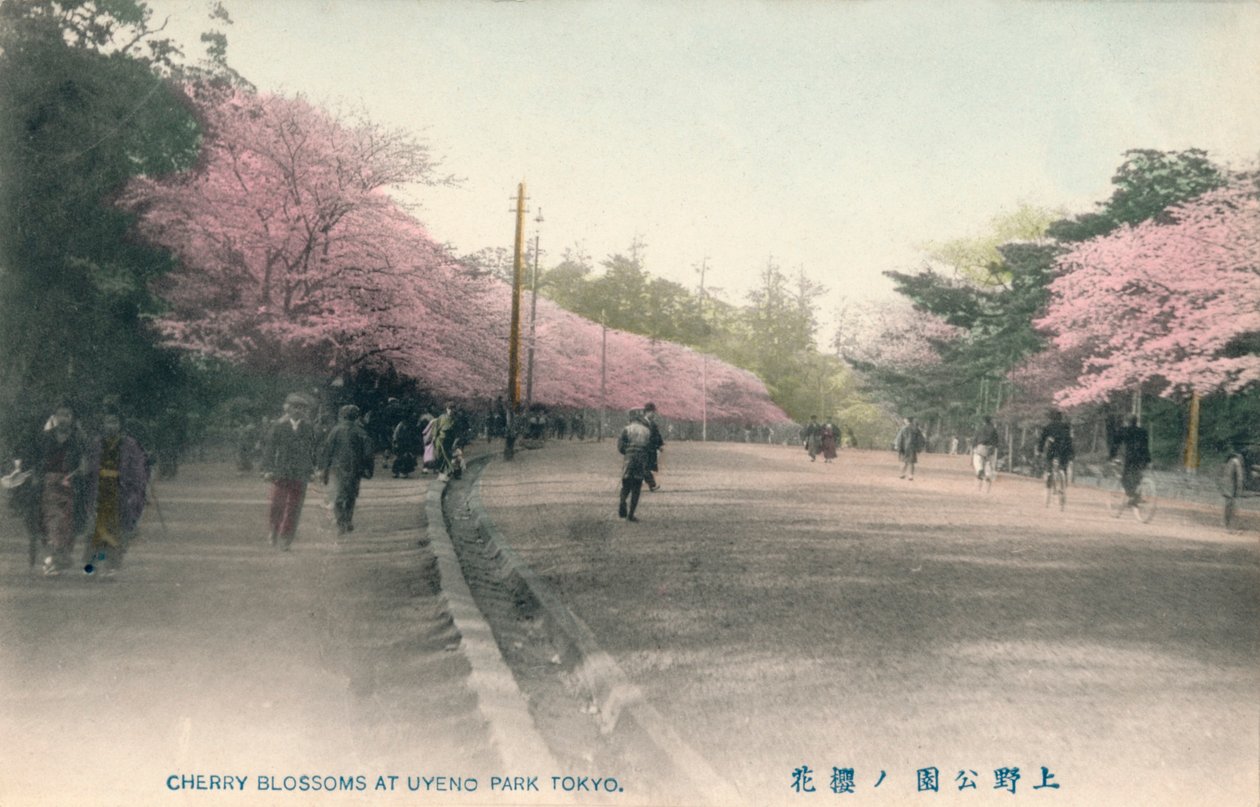 Wiśniowe kwiaty w parku Uyeno Tokio, ok. 1910 r. autorstwa Unbekannt