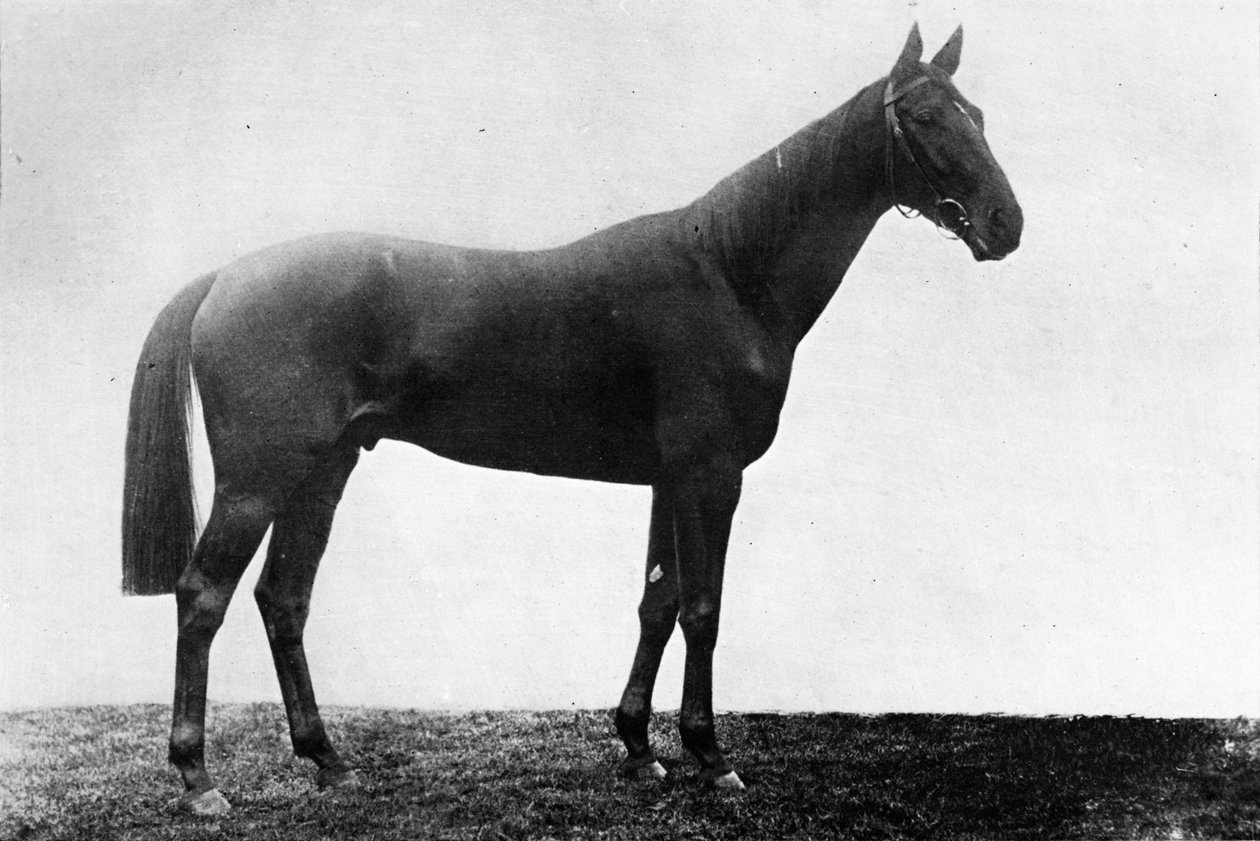 Świąteczna stokrotka, 1911 autorstwa Unbekannt