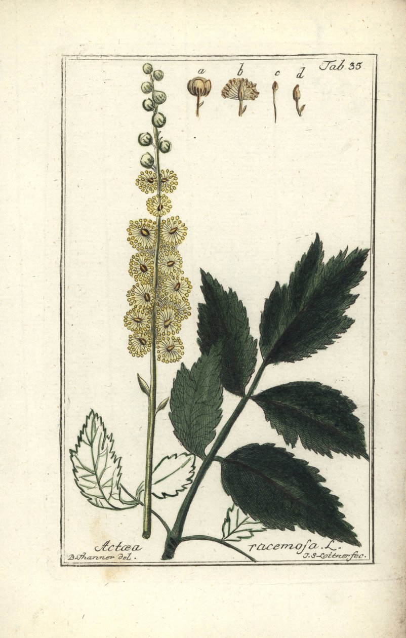 Cimicifuga Cimicifuga racemosa lub Black cohosh, Actaea racemosa (actee a grappe) autorstwa Unbekannt