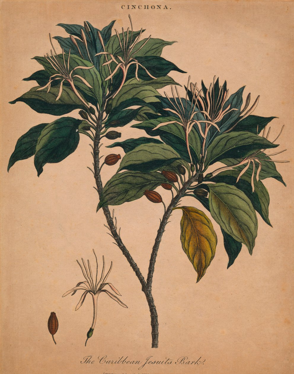 chinowiec. Kora jezuitów z Karaibów, 1801 r. autorstwa Unbekannt