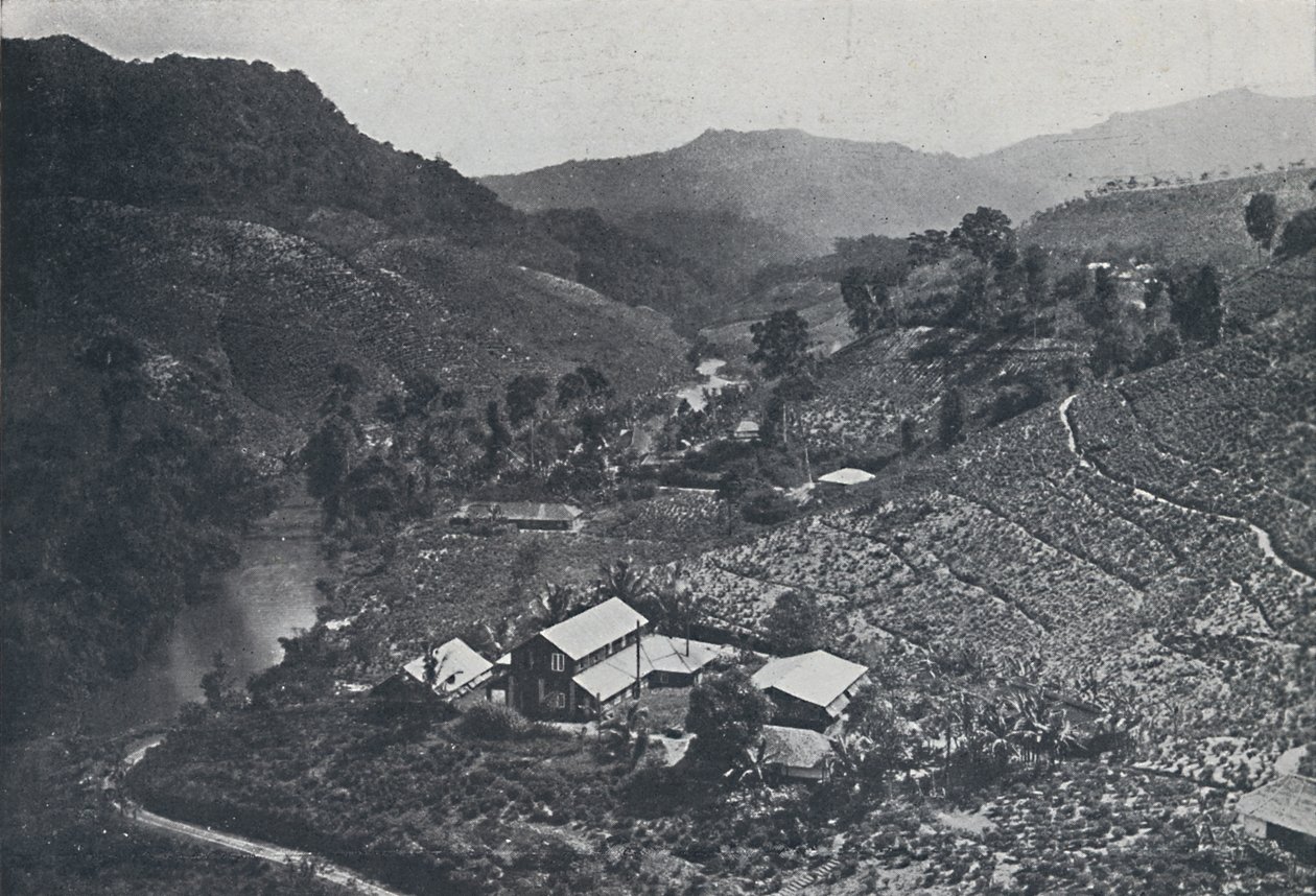 Plantacja herbaty syngaleskiej, 1924 autorstwa Unbekannt