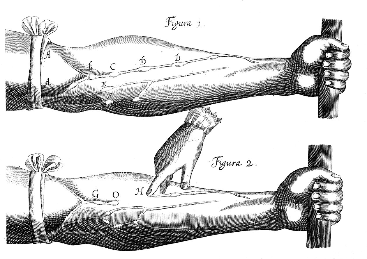 Obieg krwi, 1628 autorstwa Unbekannt