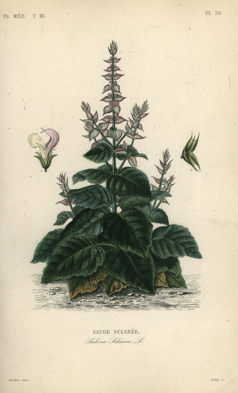 Szałwia muszkatołowa, Salvia sclarea, Sauge sclaree autorstwa Unbekannt