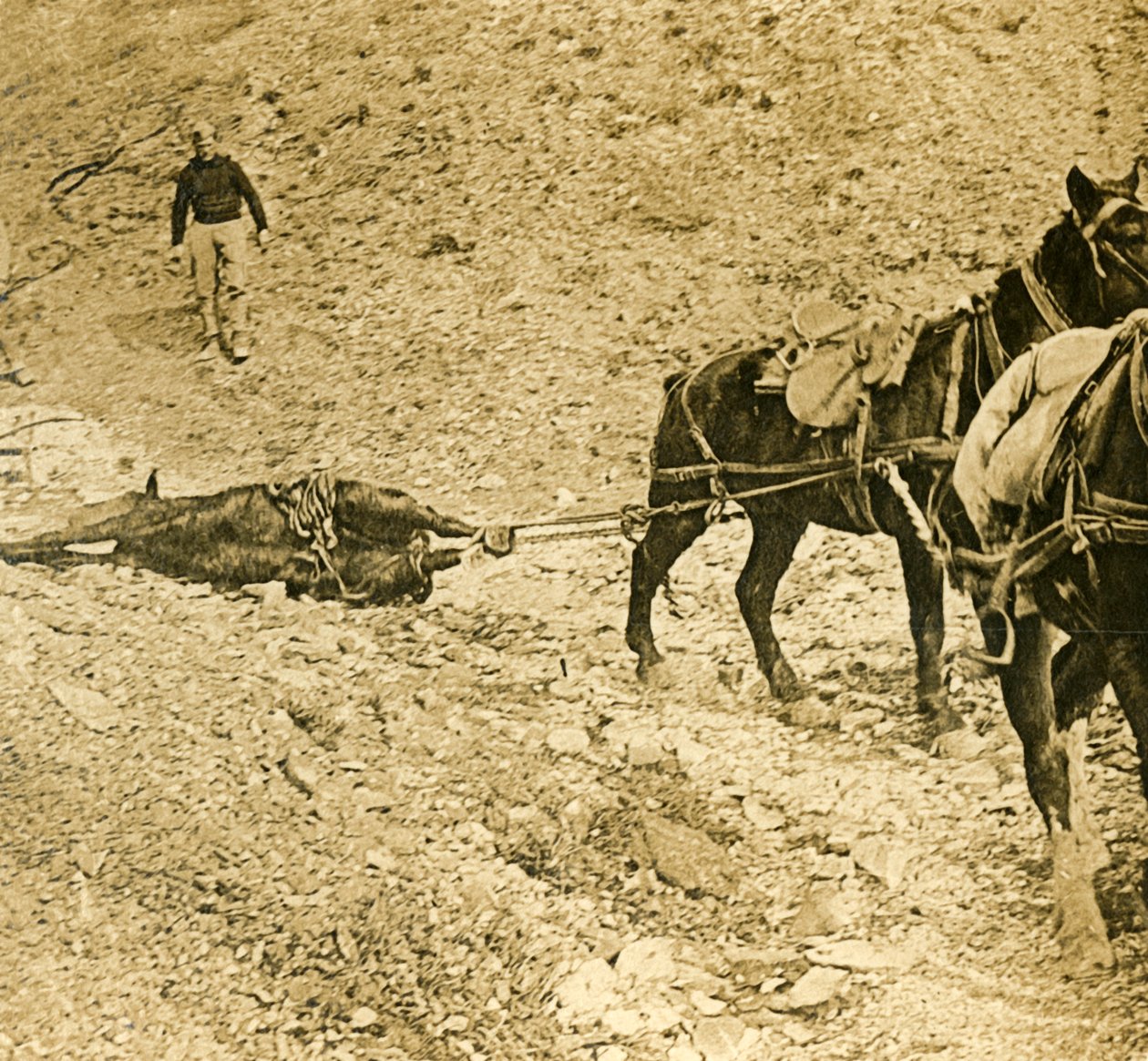 Oczyszczenie pola bitwy, c1914-c1918 autorstwa Unbekannt