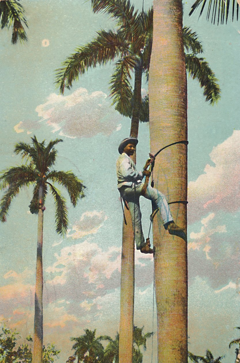 Wspinaczka na Królewską Palmę - Wspinaczka na Królewską Palmę, 1910. autorstwa Unbekannt