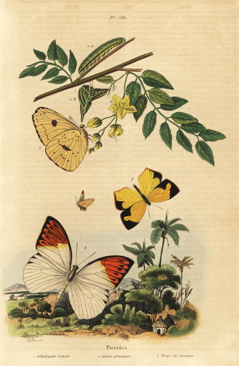 Siarka bezchmurna, Phoebis sennae 1, końcówka wielkiej pomarańczy, Hebomoia glaucippe 2 i meksykańska żółta, Eurema mexicana 3 autorstwa Unbekannt