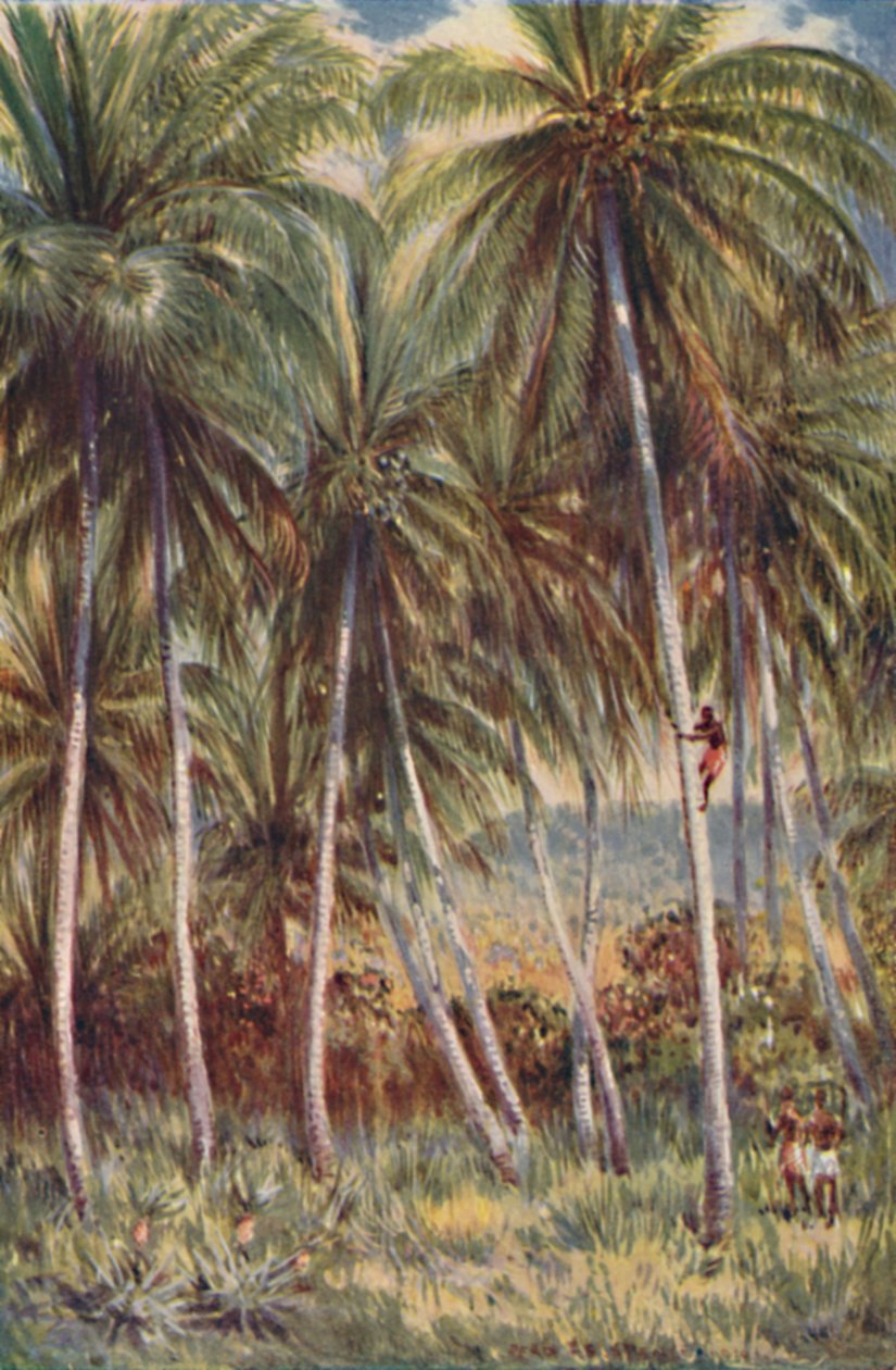 Palmy kokosowe w północnym Queensland, 1923. autorstwa Unbekannt