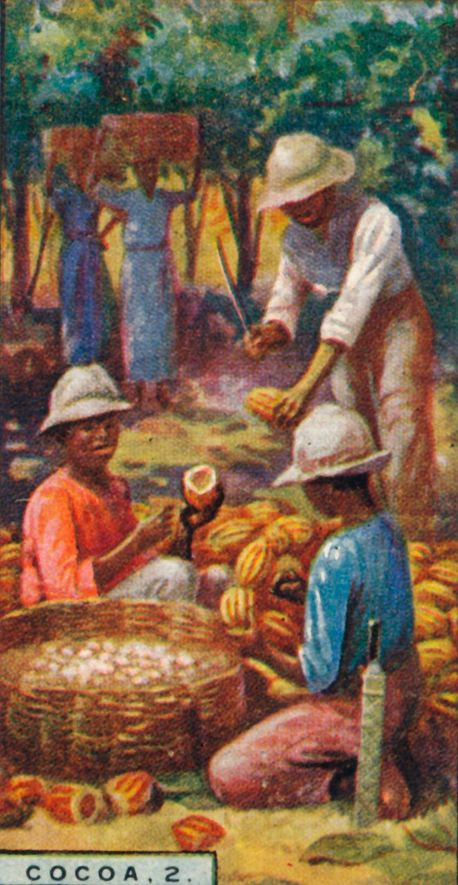 Kakao, 2. - Otwarcie strąków, Trynidad, 1928 autorstwa Unbekannt