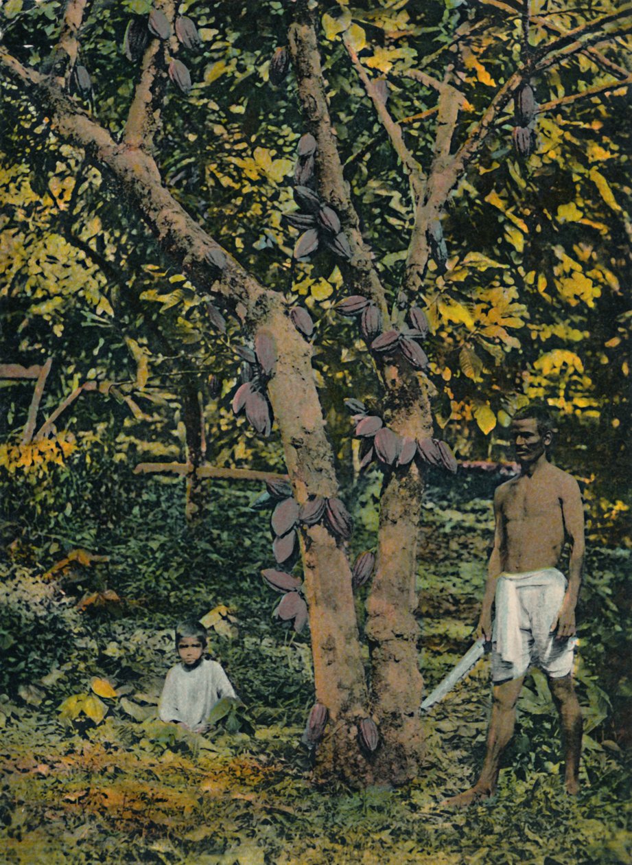 Kakao w pełnym łożysku, Trynidad i Tobago, c1914. autorstwa Unbekannt