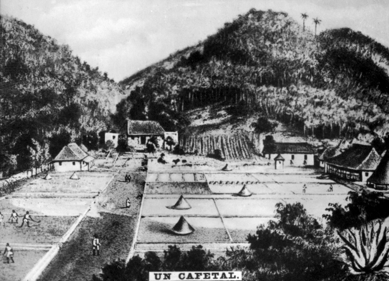 Plantacja kawy, Kuba, 1768 c1910 autorstwa Unbekannt
