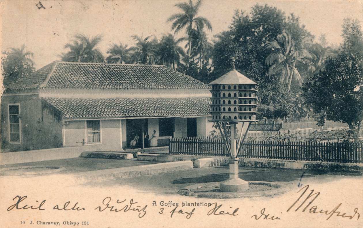 Plantacja kawy, ok.1900 autorstwa Unbekannt