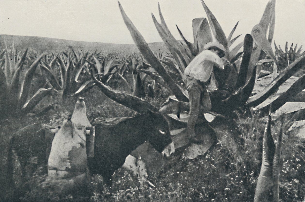 Zbieranie wody miodowej z Maguey, 1916 autorstwa Unbekannt