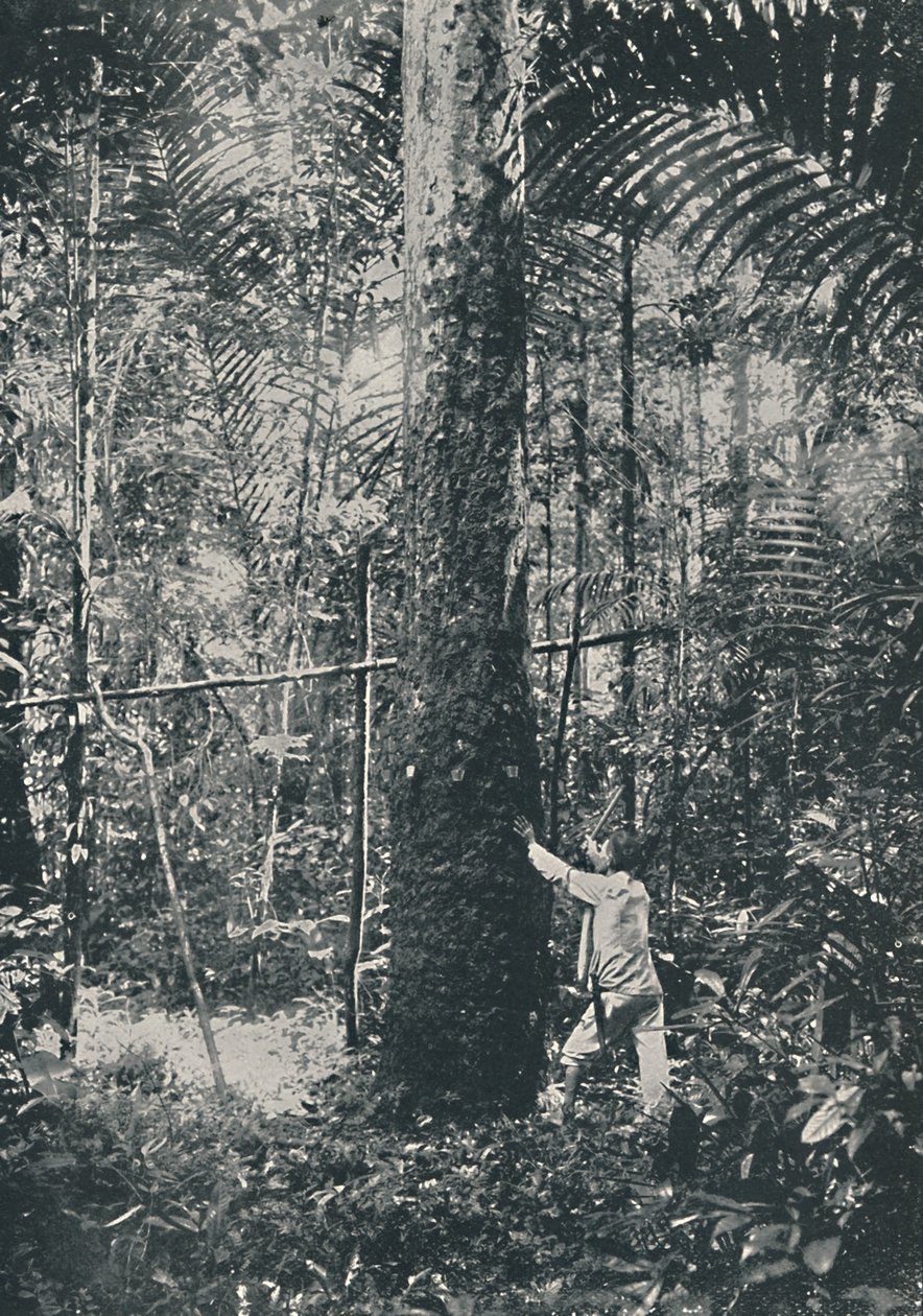 Zbieranie gumy, 1916 autorstwa Unbekannt