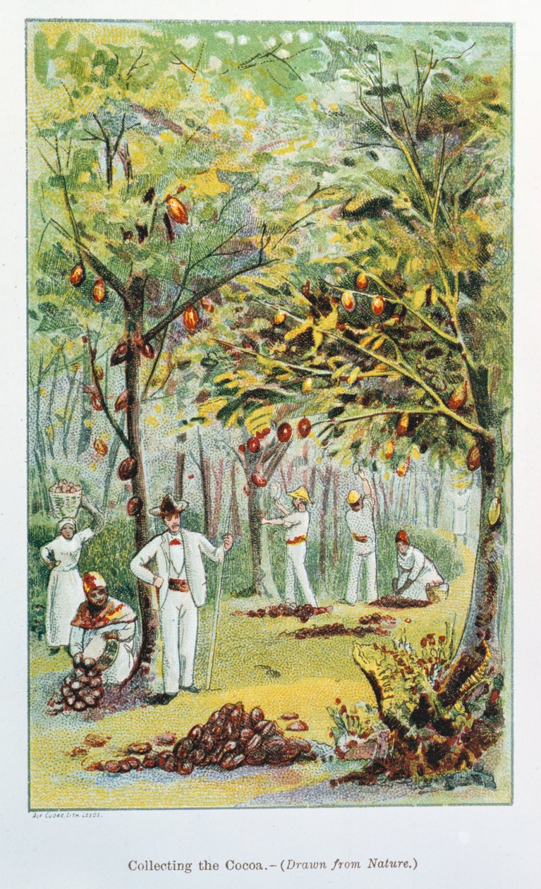 Zbieranie kakao, Wenezuela, 1892 autorstwa Unbekannt
