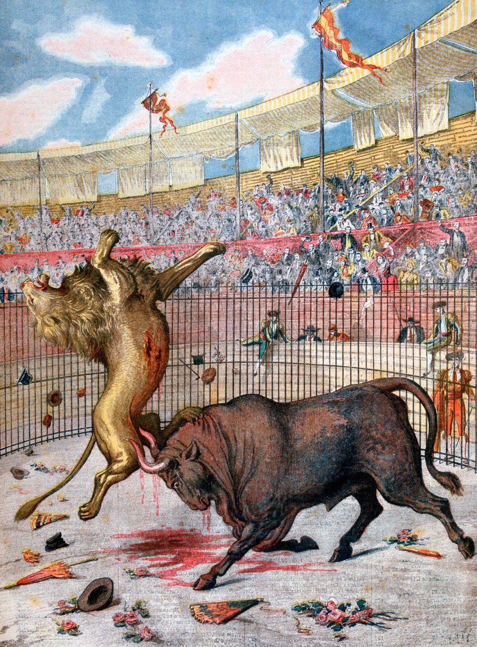 Walka lwa z bykiem, Hiszpania, 1894 autorstwa Unbekannt