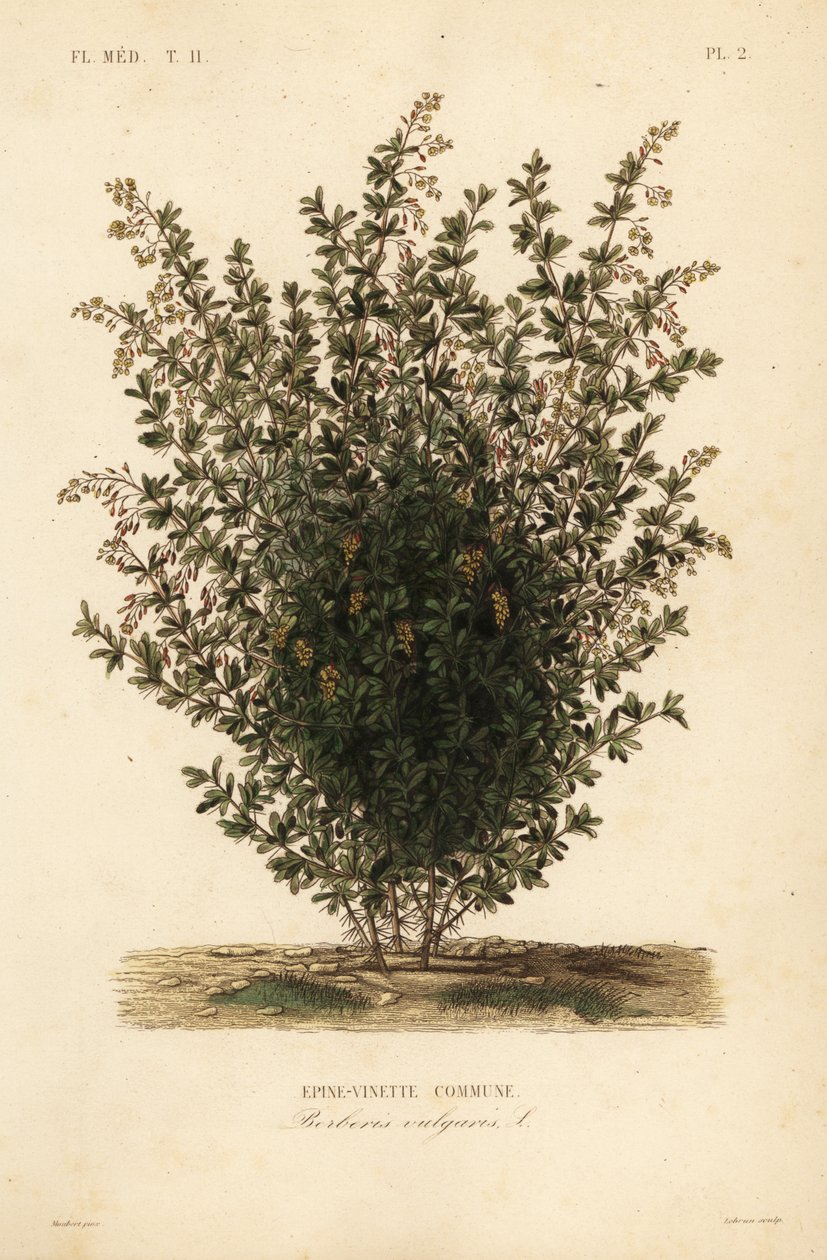 Berberys zwyczajny, Berberis vulgaris, Berberys zwyczajny autorstwa Unbekannt