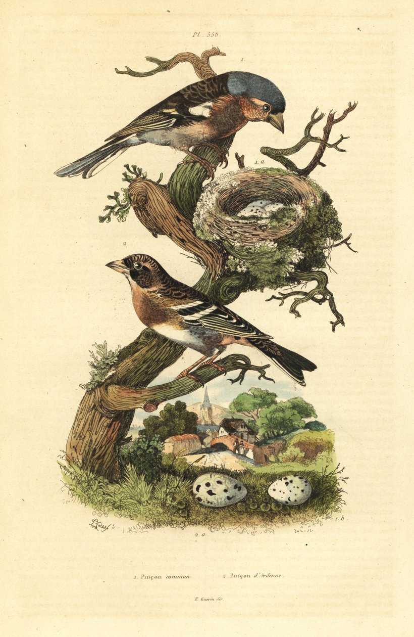 Zięba zwyczajna, Fringilla coelebs, gniazdo i jaja oraz jeżyny, Fringilla montifringilla z jajami Pinson commun et pinson d