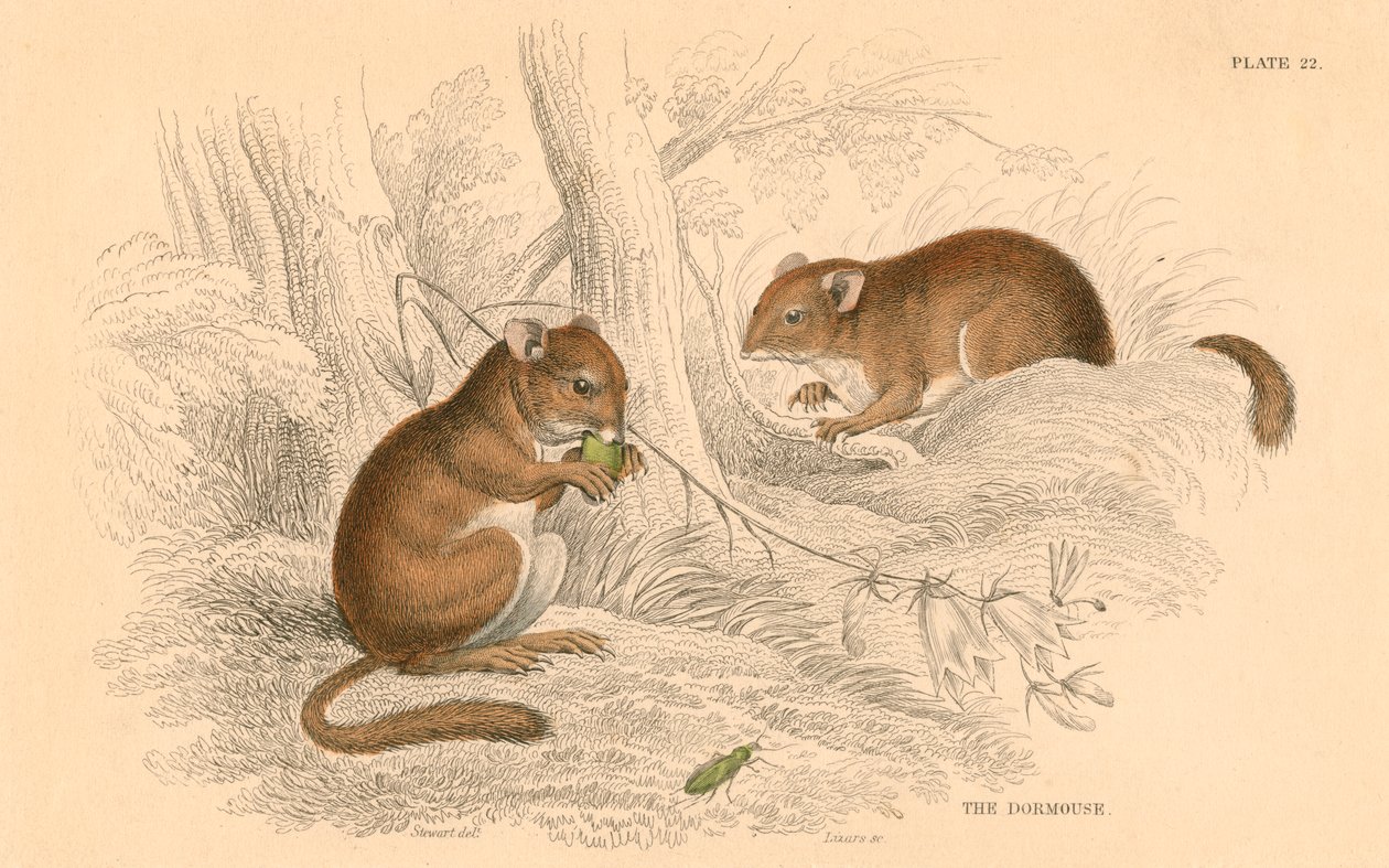 Popielica Muscardinus arvellanarius, hibernujący gryzoń, 1828 autorstwa Unbekannt