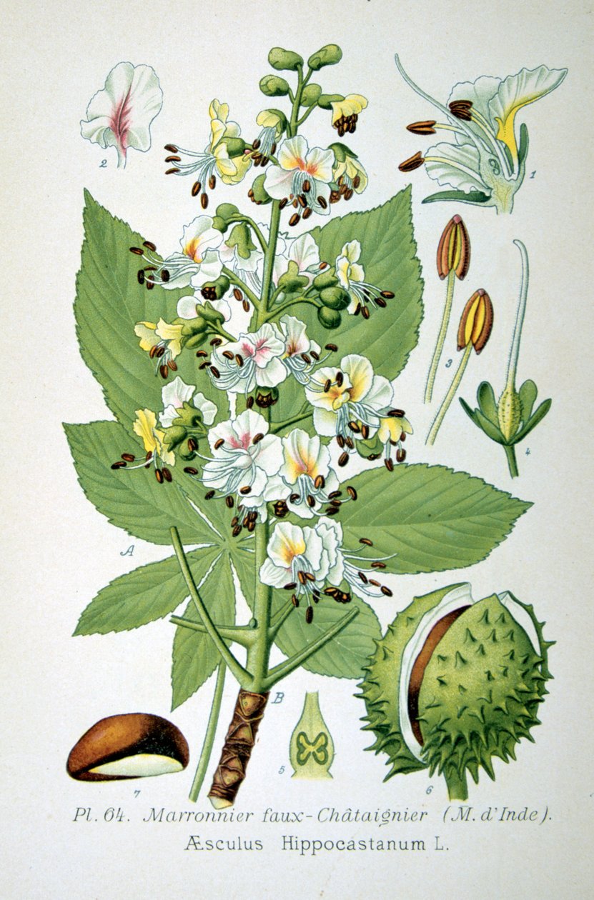 Kasztanowiec zwyczajny, 1893 autorstwa Unbekannt