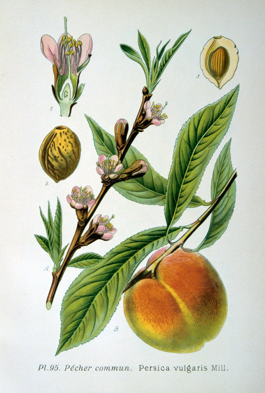 Brzoskwinia pospolita, 1893 autorstwa Unbekannt