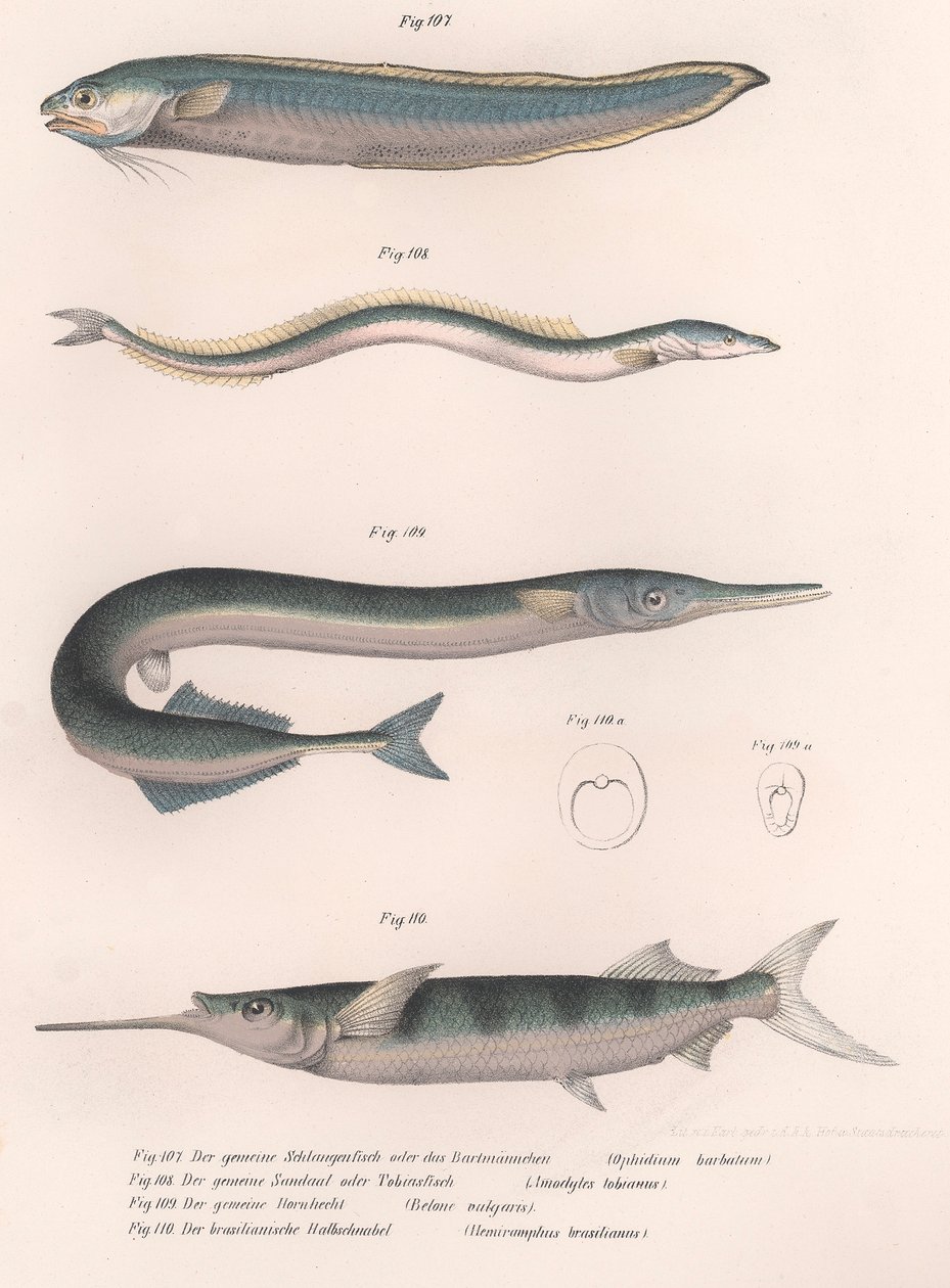 Pospolita ryba wężowa. dobijakowaty. Wspólny Hornhecht. Brazylijski półdziób, ok. 1850 autorstwa Unbekannt