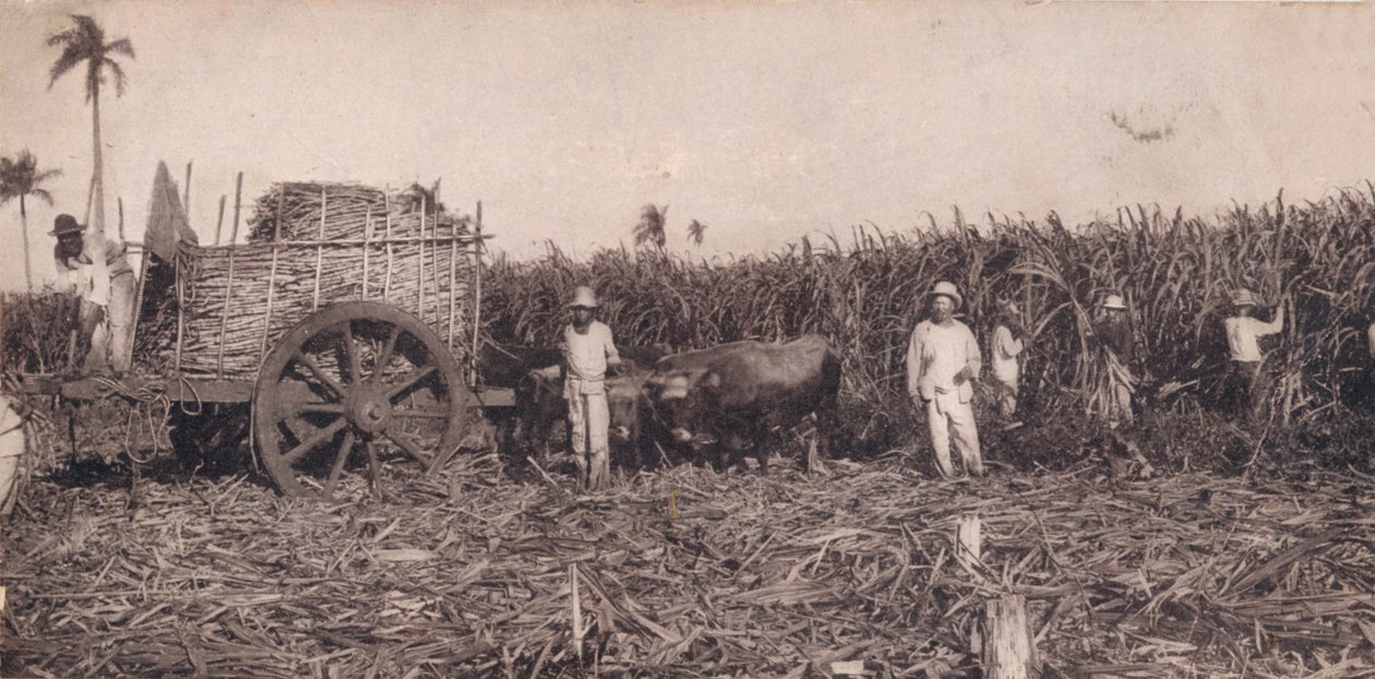 Corte de Canna. - Zbieranie trzciny cukrowej. Kuba, ok. 1900 autorstwa Unbekannt