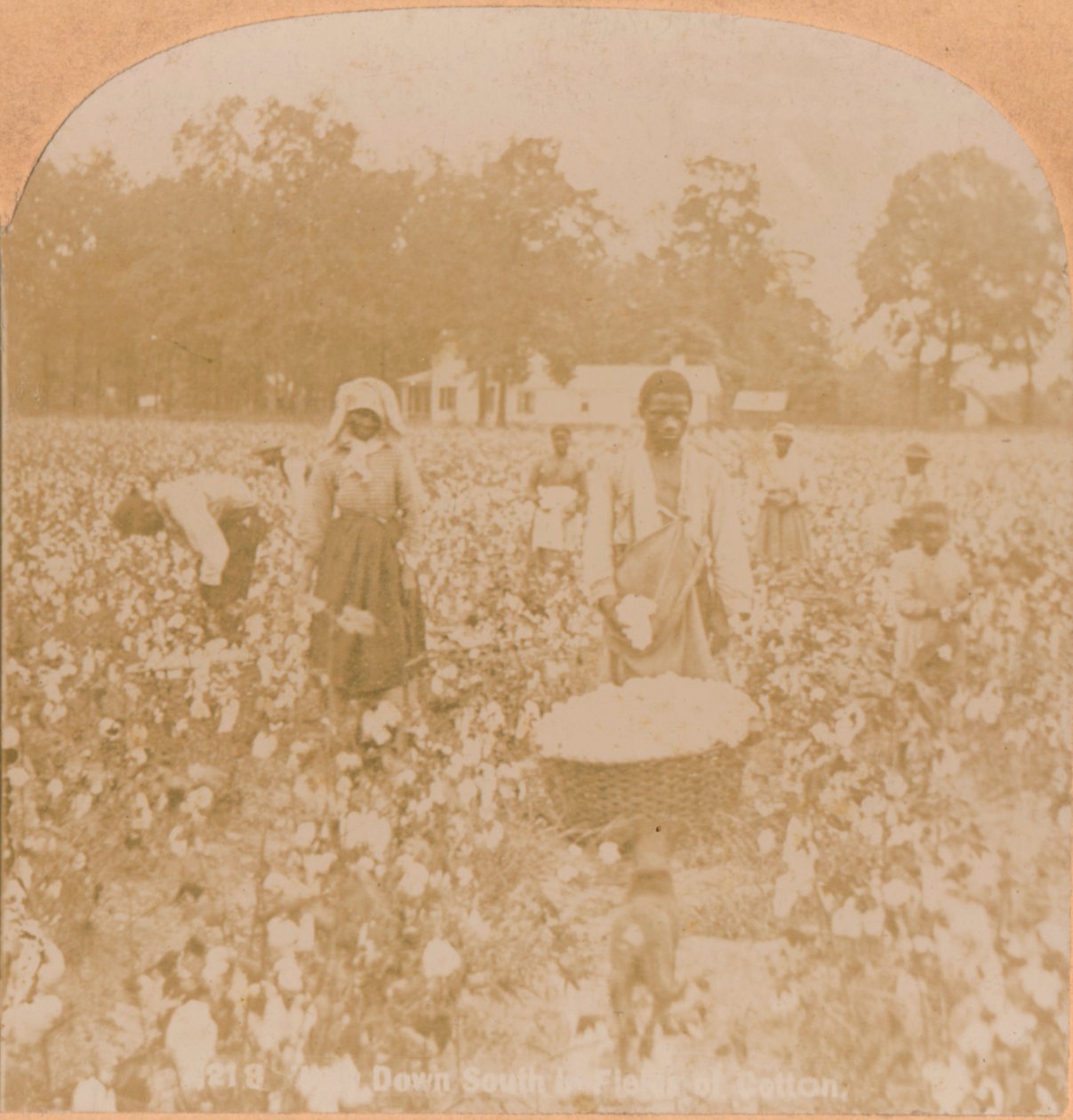 Zbieranie bawełny., ok. 1900 autorstwa Unbekannt