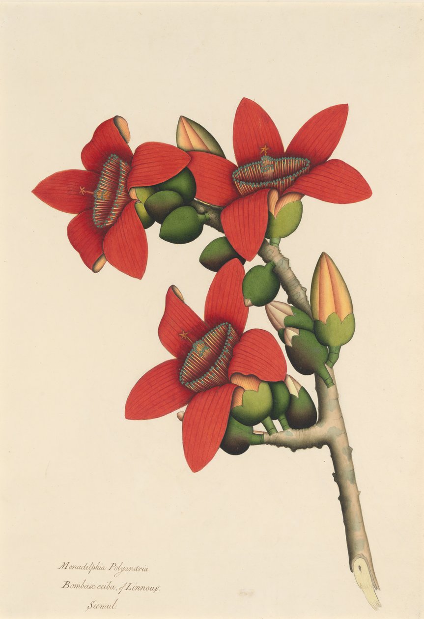 Kwiaty drzewa bawełnianego, ca. 1800-1805. autorstwa Unbekannt