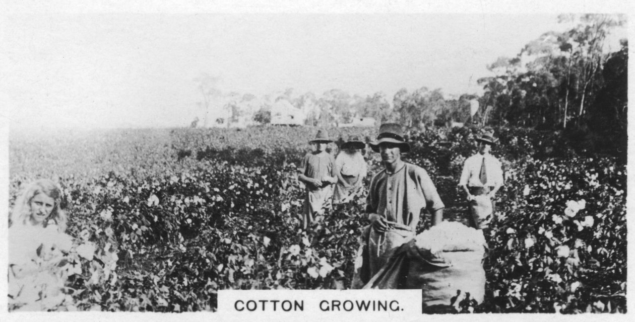 Zbieranie bawełny, Australia, 1928 autorstwa Unbekannt