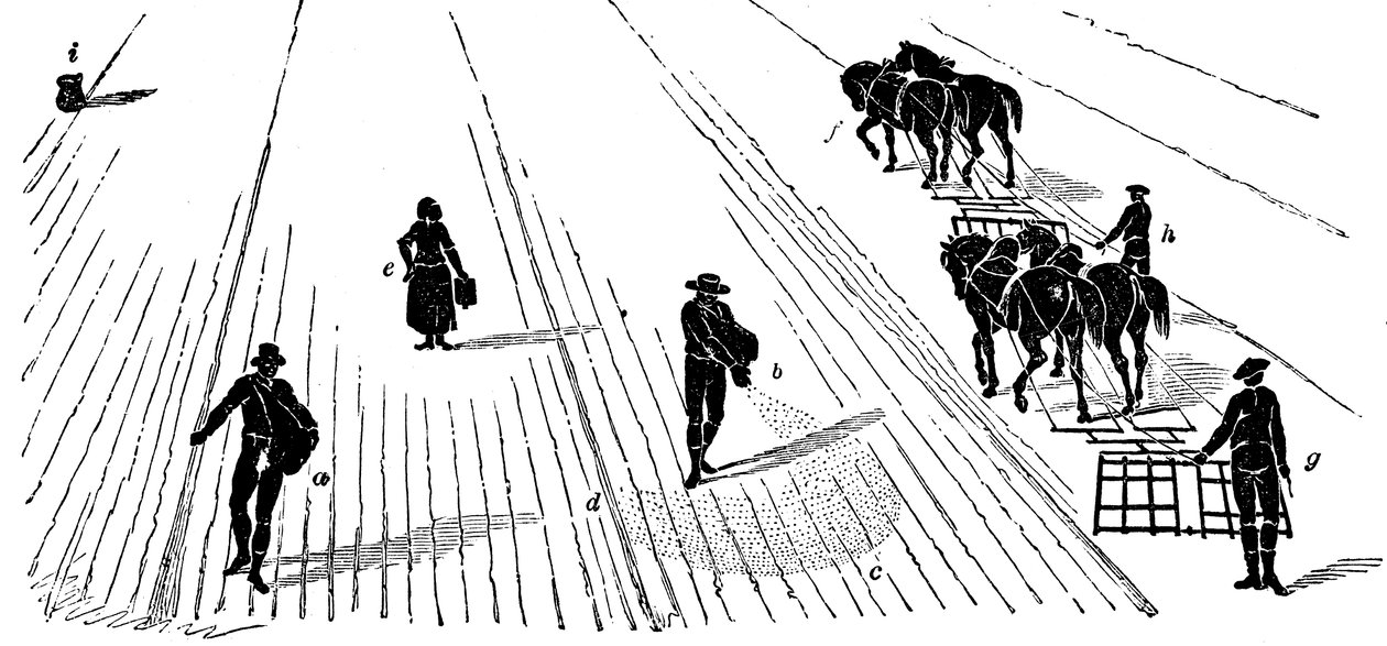 Płodozmian: siew i bronowanie kukurydzy, 1855 autorstwa Unbekannt