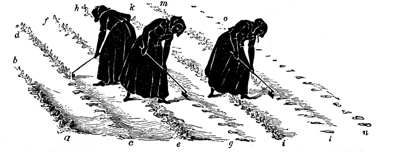 Płodozmian: rzepa przerzedzająca kobiety, 1855 autorstwa Unbekannt