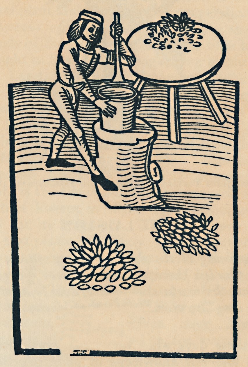 Kruszenie ziół w moździerzu, 1947 autorstwa Unbekannt