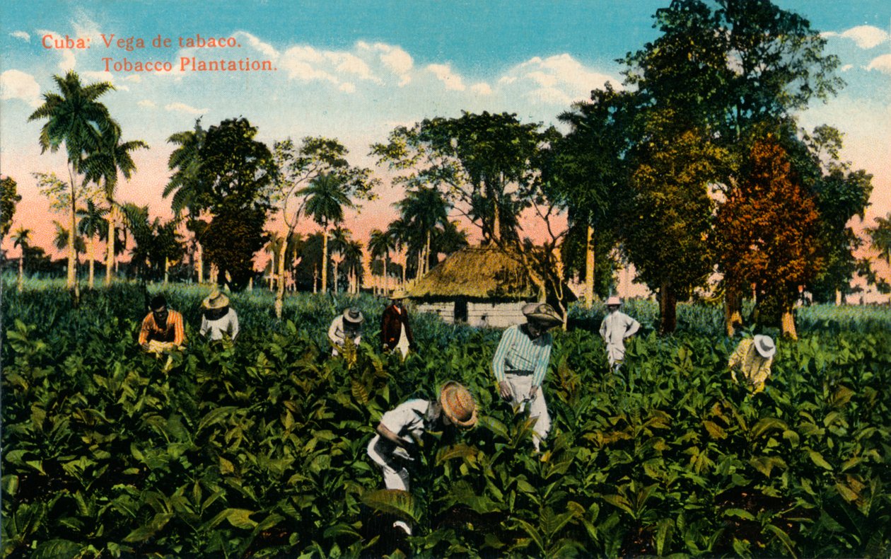 Kuba: Vega tytoniu. Plantacja tytoniu, ok. 1900 autorstwa Unbekannt