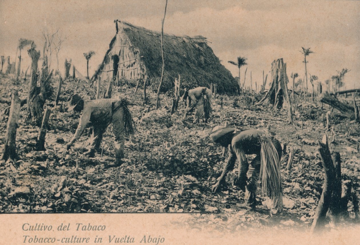 Uprawa tytoniu. Uprawa tytoniu w Vuelta Abajo, ok. 1900 autorstwa Unbekannt