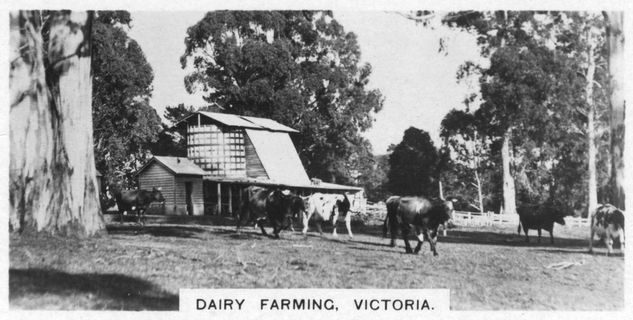 Hodowla bydła mlecznego, Wiktoria, Australia, 1928 autorstwa Unbekannt