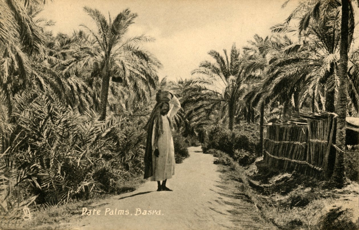 Palmy daktylowe, Basra, c1918-c1939. autorstwa Unbekannt