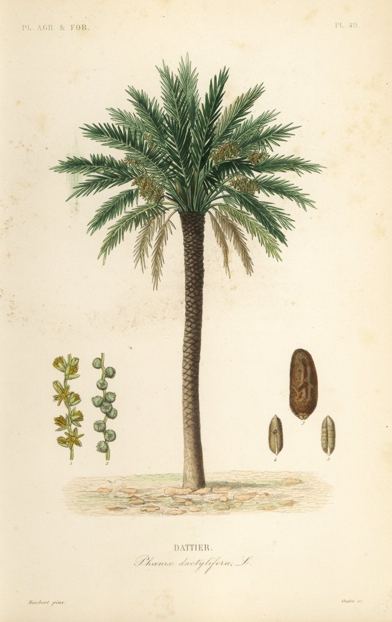 Palma daktylowa, Phoenix dactylifera, Dattier autorstwa Unbekannt