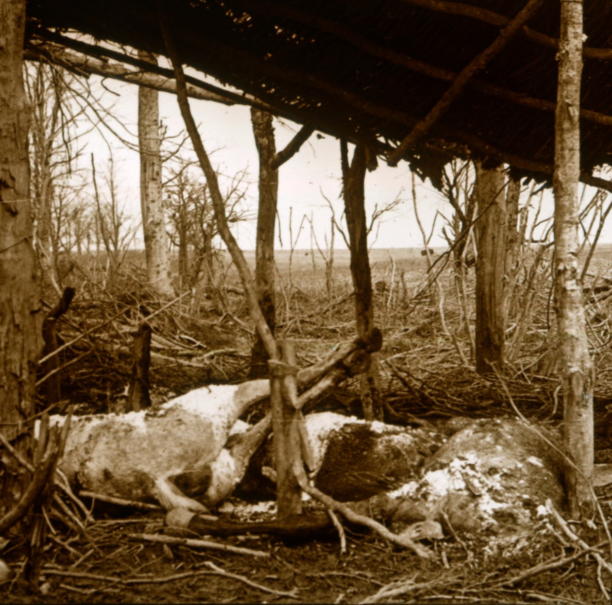 Martwe konie, Verdun, północna Francja, c1914-c1918 autorstwa Unbekannt