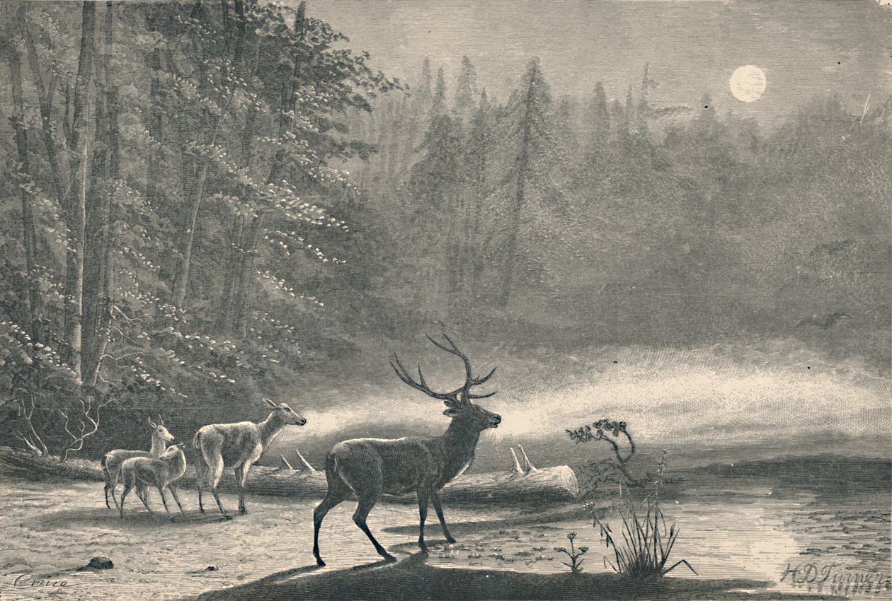 Jeleń na jeziorze St. Regis, nocą, 1883 autorstwa Unbekannt
