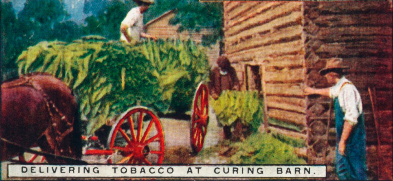 Dostarczanie tytoniu do Curing Barn, 1926 autorstwa Unbekannt
