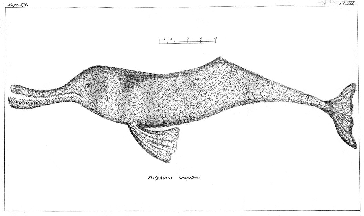 Delphinus Gangeticus Delfin rzeki Ganges, 1799 autorstwa Unbekannt