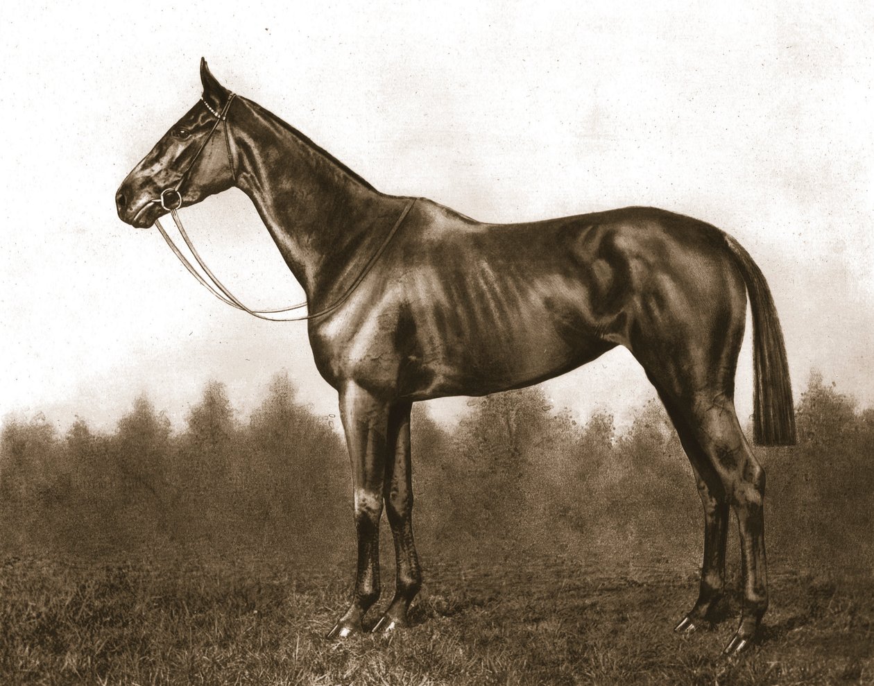Poważny, 1911. autorstwa Unbekannt