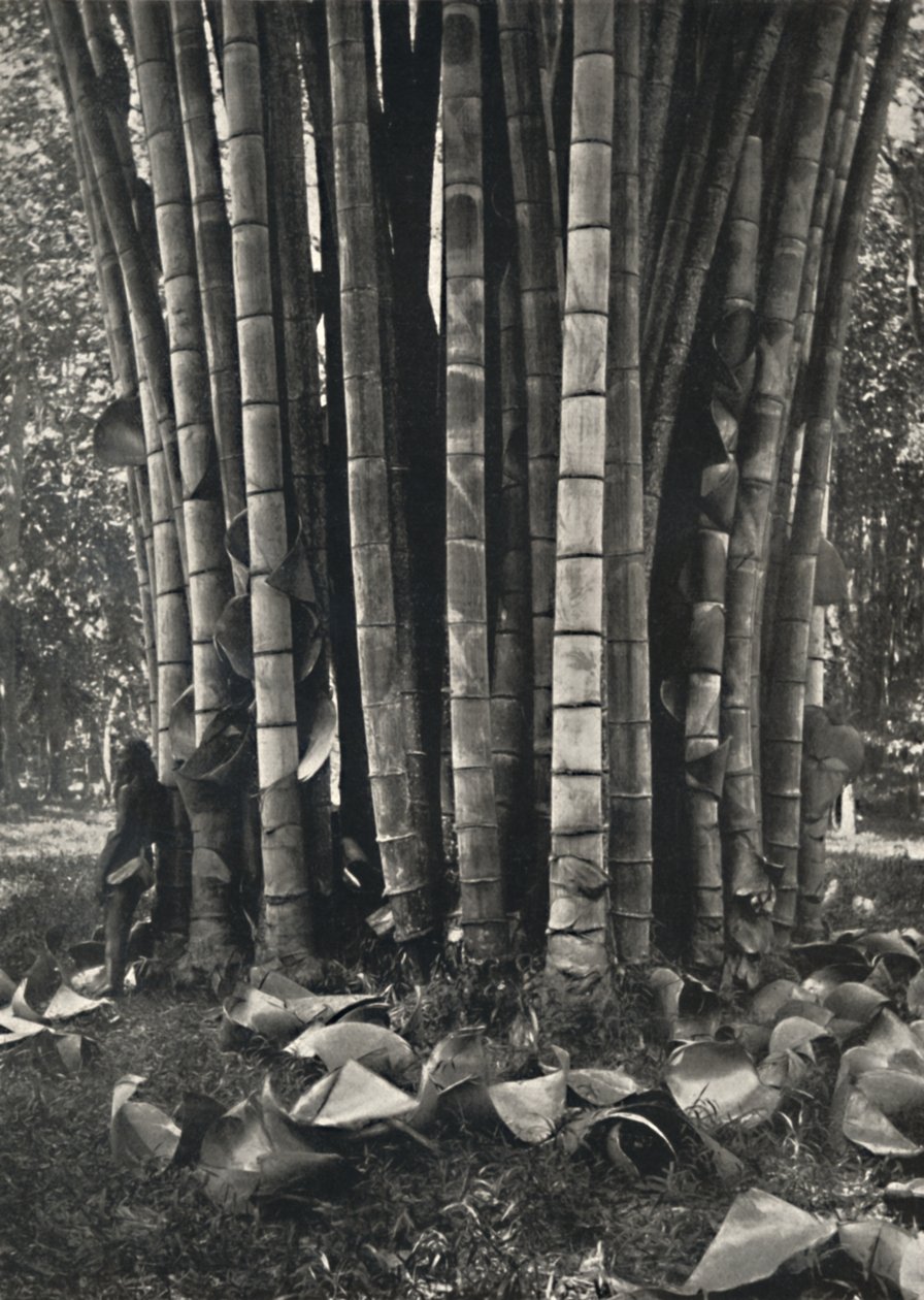 Dolna część pędów gigantycznej rośliny bambusa w Peradeniya, 1926 autorstwa Unbekannt