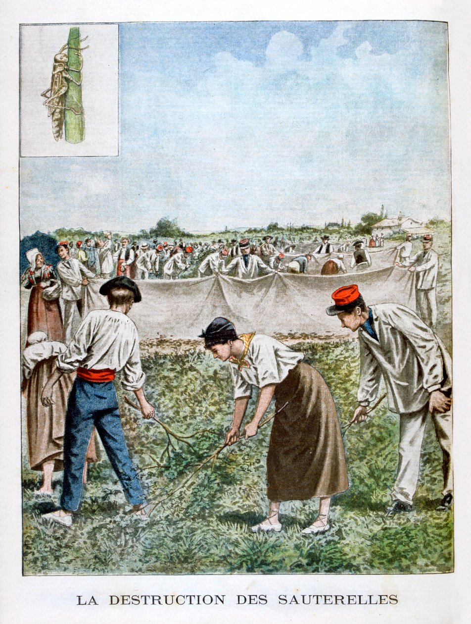 Zniszczenie pasikonika, 1901 autorstwa Unbekannt