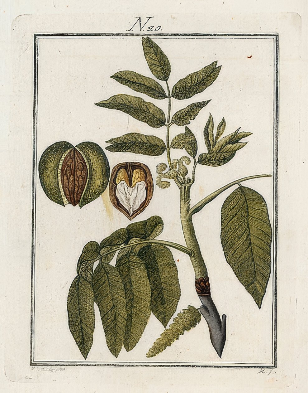 Orzech włoski. Świat w obrazach. Tom 3. Baumeister. Wiedeń. 1790 autorstwa Unbekannt