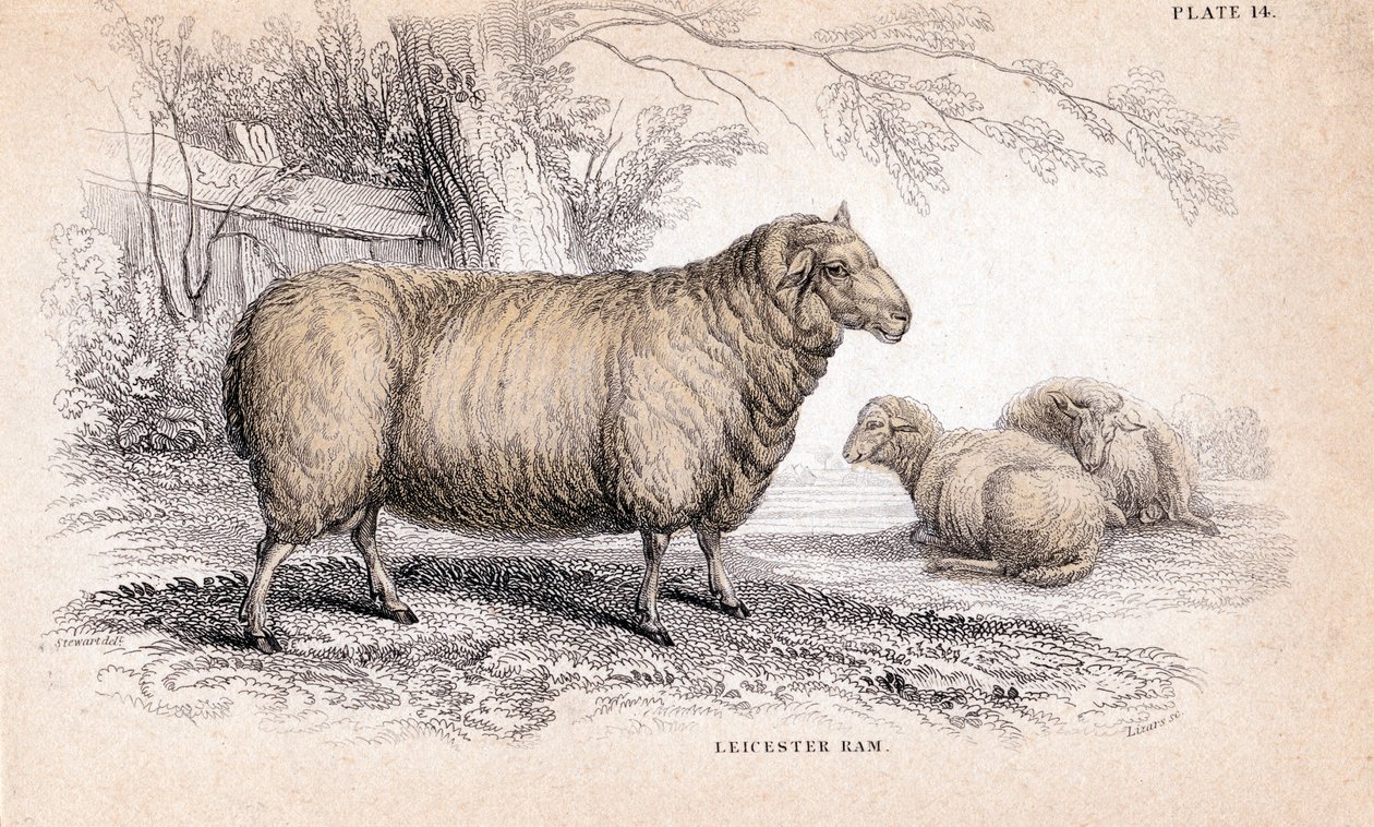 Dishley New Leicester Ram, c1840 autorstwa Unbekannt