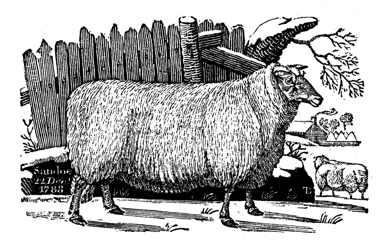 Owce Dishley New Leicester, 1811 autorstwa Unbekannt