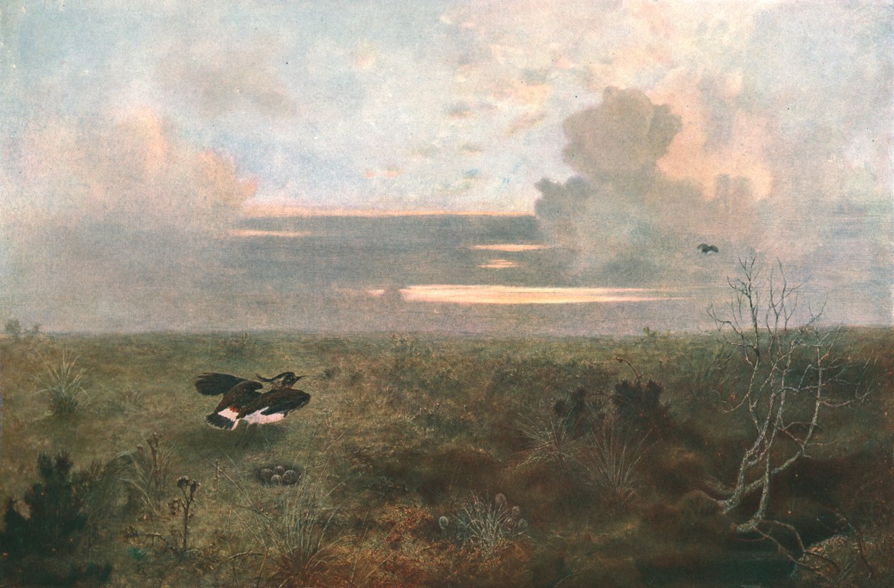 Zaniepokojony: Sieweczka unosząca się z gniazda, 1879, c1902. autorstwa Unbekannt